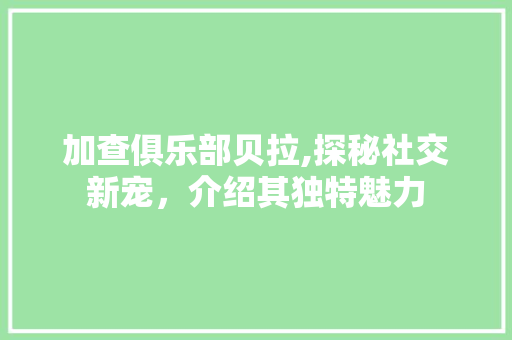 加查俱乐部贝拉,探秘社交新宠，介绍其独特魅力